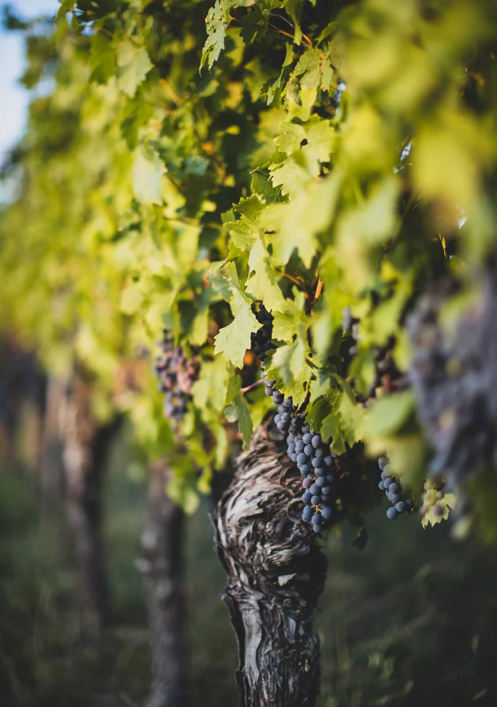 Karnas Vineyards